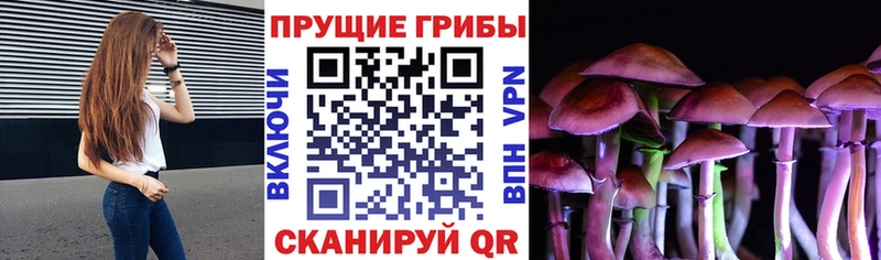 Псилоцибиновые грибы мицелий закладка Лодейное Поле